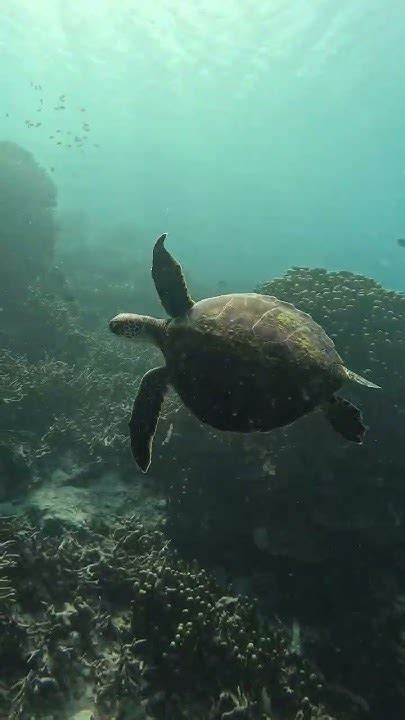 綠草龜|【動物好朋友】綠蠵龜 (Green sea turtle)